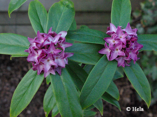Daphne bhola 'Peter Smithers'