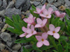 Daphne cneorum pygmaea