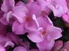 Daphne petraea 'Grandiflora'